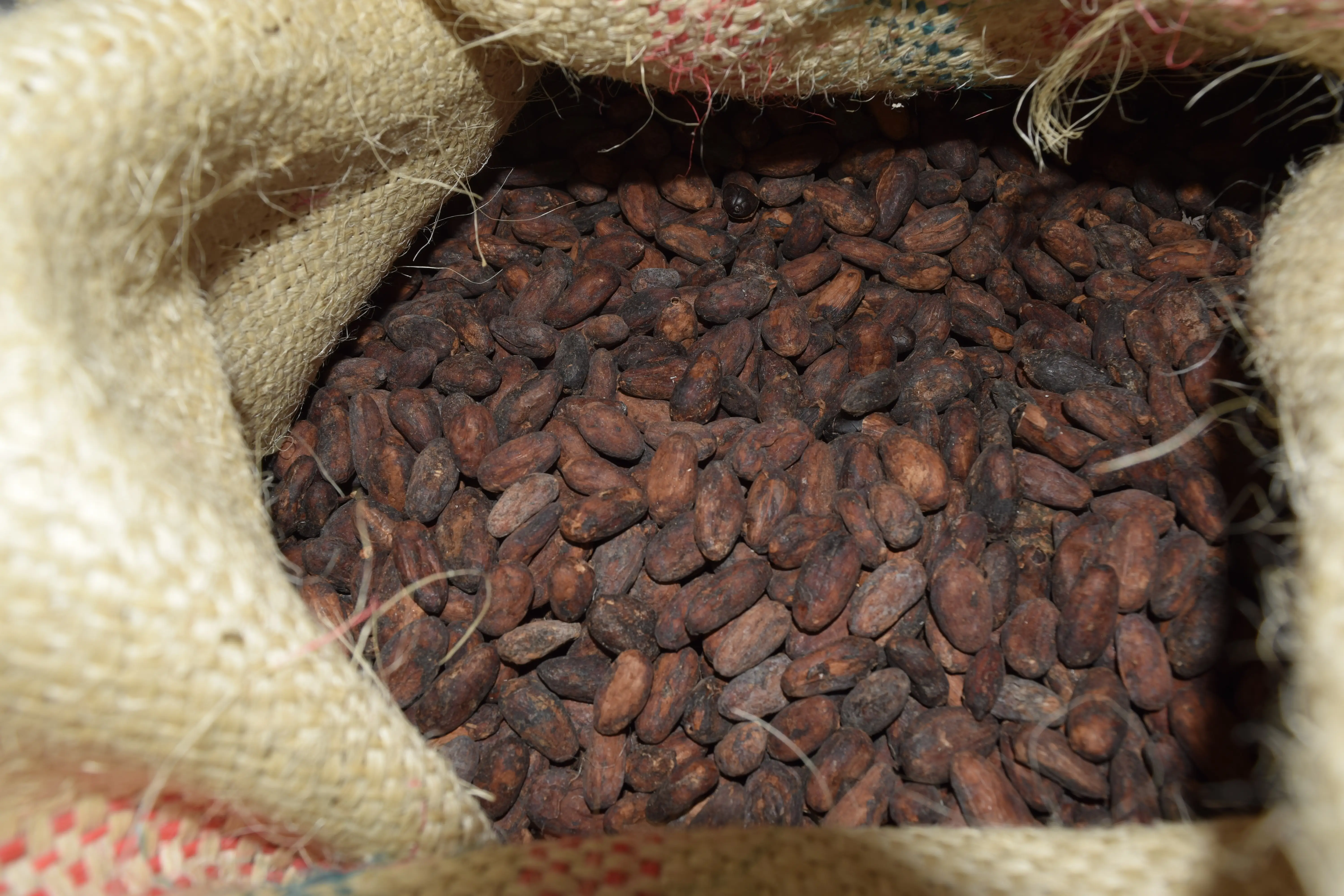 Cacao beans 2