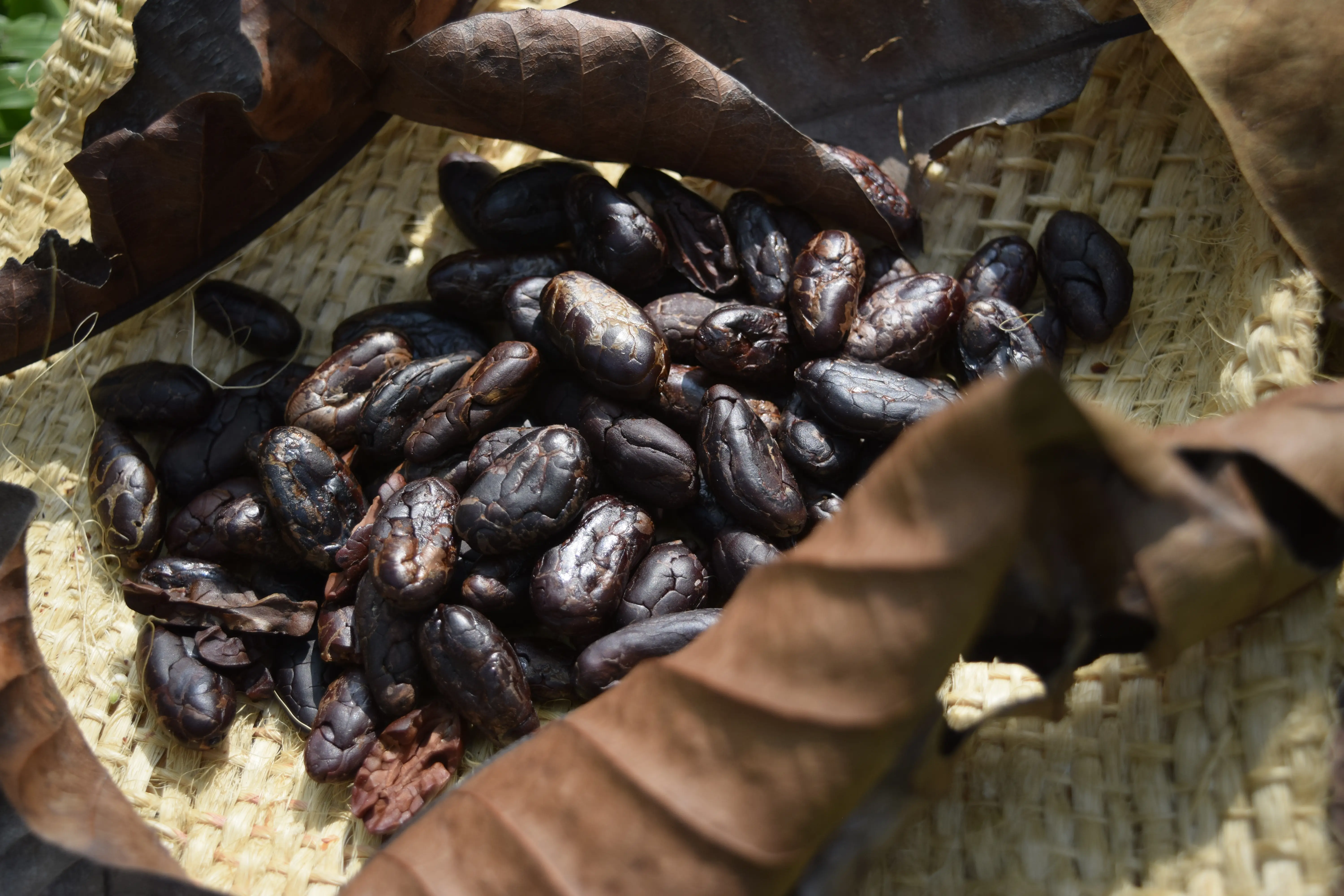Cacao beans 5