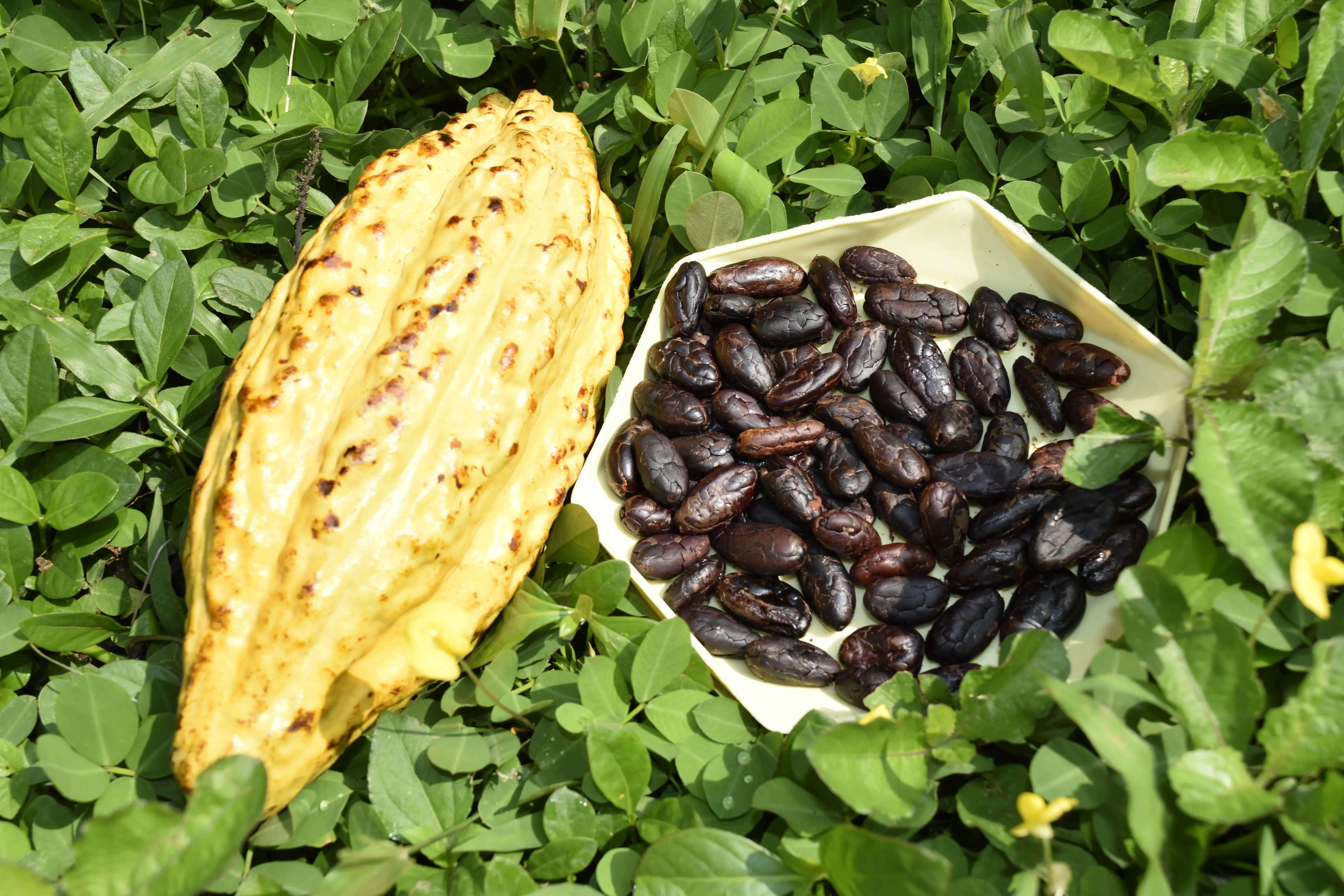 Cacao beans 7
