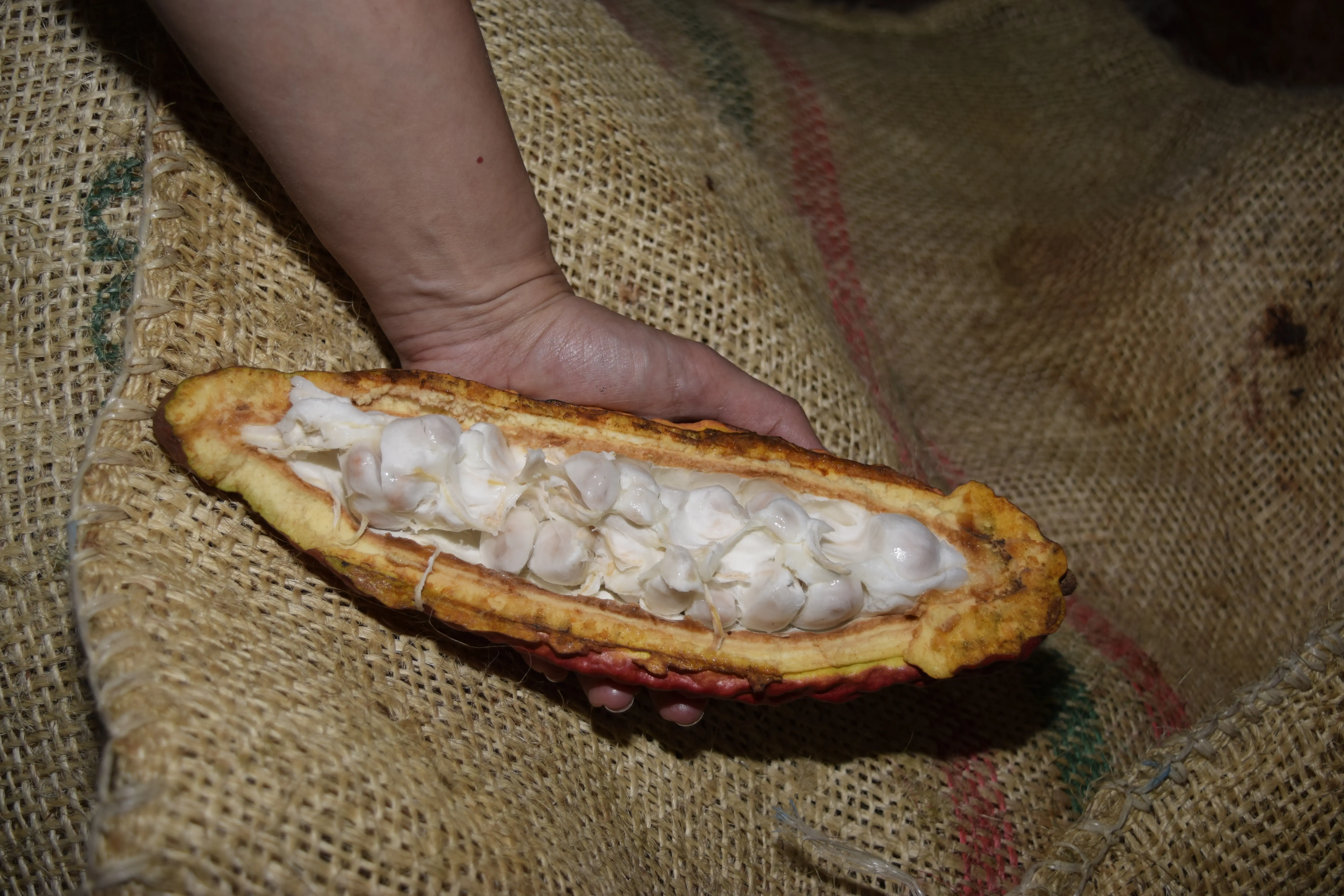 Cacao beans 8